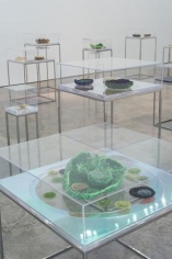 Ana Maria Tavares: Euryale Amazonica, installation view at Sicardi Gallery, 2014.